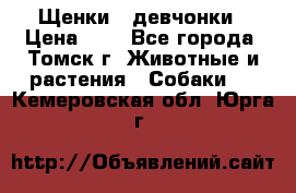 Щенки - девчонки › Цена ­ 2 - Все города, Томск г. Животные и растения » Собаки   . Кемеровская обл.,Юрга г.